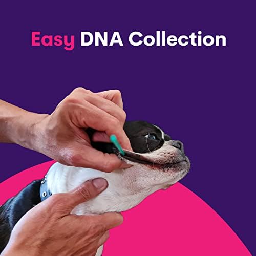 ערכת בדיקת ד. נ. א של כלב אוריבט גנופט | ערכת בדיקת גזע כלבים, בדיקות גנטיות, סיכונים בריאותיים תורשתיים ותוכנית חיים